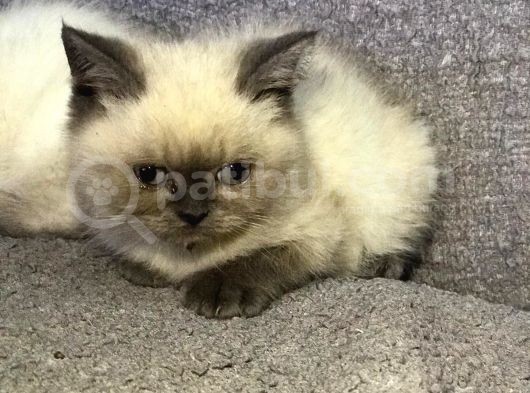 En Güzel Bluepoi̇nt Yavrulari görsel