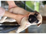 Mükemmel Kali̇tede French Bulldog Yavrularimiz Bluegen