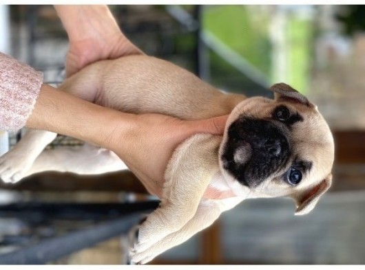 Mükemmel Kali̇tede French Bulldog Yavrularimiz Bluegen