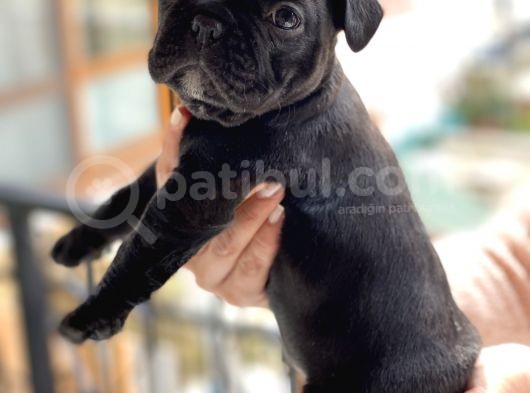 Mükemmel Kali̇tede French Bulldog Yavrularimiz Bluegen görsel