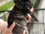 Mükemmel Kali̇tede French Bulldog Yavrularimiz Bluegen