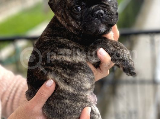 Mükemmel Kali̇tede French Bulldog Yavrularimiz Bluegen görsel