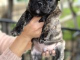 Mükemmel Kali̇tede French Bulldog Yavrularimiz Bluegen