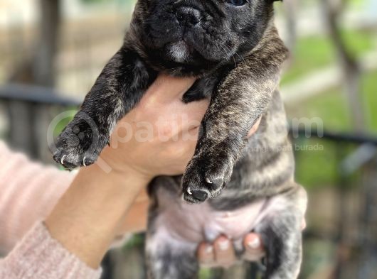 Mükemmel Kali̇tede French Bulldog Yavrularimiz Bluegen görsel