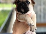 Mükemmel Kali̇tede French Bulldog Yavrularimiz Bluegen