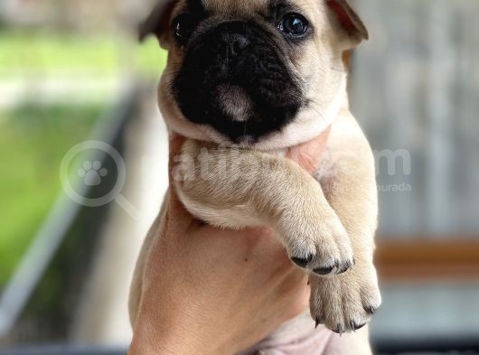 Mükemmel Kali̇tede French Bulldog Yavrularimiz Bluegen görsel