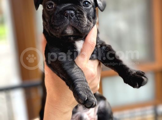 Mükemmel Kali̇tede French Bulldog Yavrularimiz Bluegen görsel