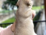 Mükemmel Kali̇tede French Bulldog Yavrularimiz Bluegen