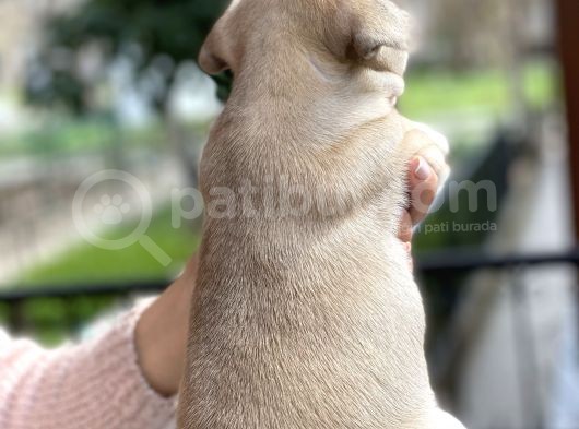 Mükemmel Kali̇tede French Bulldog Yavrularimiz Bluegen görsel