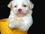 Mavi Gözlü Dizayn Irk Morkie Yavrumuz