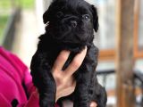 Mükemmel Kali̇tede French Bulldog Yavrularimiz Bluegen