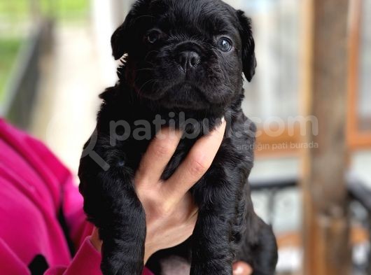 Mükemmel Kali̇tede French Bulldog Yavrularimiz Bluegen görsel