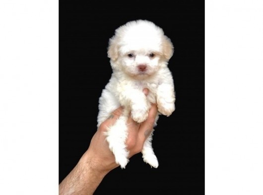 Xxs Dizayn Irk Morkie Bebeği görsel