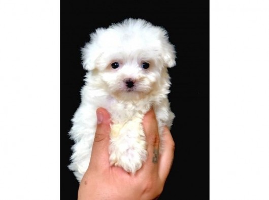 Özel Irk Maltipoo Bebeği görsel