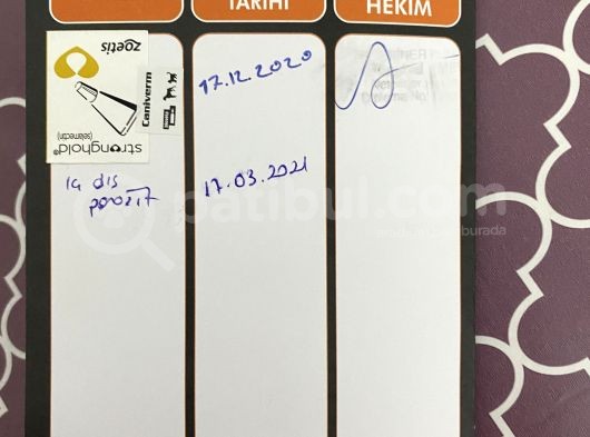 4 Aylık Erkek Scootish Fold Longhair Lilac görsel