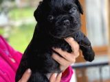 Mükemmel Kali̇tede French Bulldog Yavrularimiz Bluegen