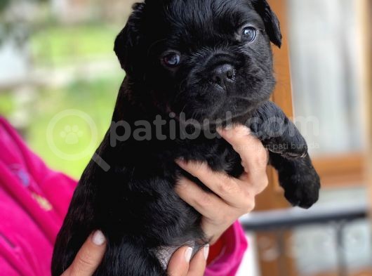 Mükemmel Kali̇tede French Bulldog Yavrularimiz Bluegen görsel