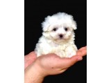 Özel Irk Maltipoo Bebeği