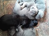 Cane Corso Yavrusu