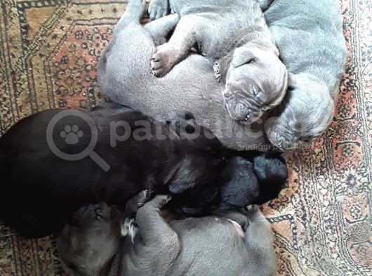 Cane Corso Yavrusu