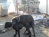 Cane Corso Yavrusu