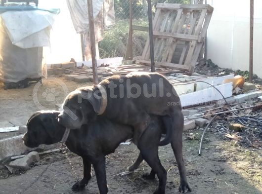 Cane Corso Yavrusu görsel