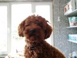 Toy Poodle Yavru ( Bursa Köpek Okulu)