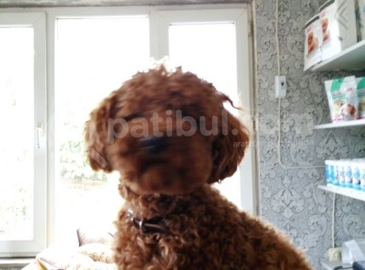 Toy Poodle Yavru ( Bursa Köpek Okulu) görsel