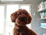 Toy Poodle Yavru ( Bursa Köpek Okulu)