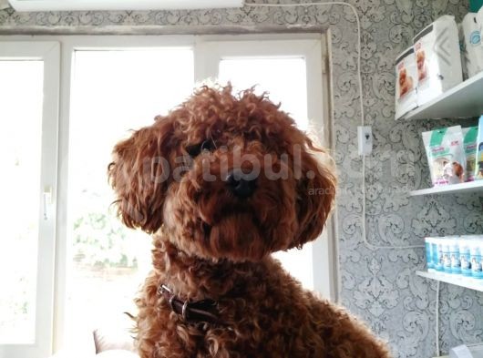 Toy Poodle Yavru ( Bursa Köpek Okulu)
