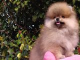 Pomeranian Boo Erkek Yavru