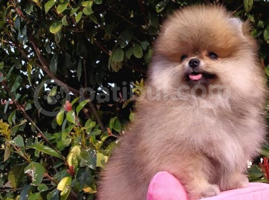 Pomeranian Boo Erkek Yavru