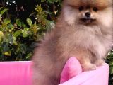 Pomeranian Boo Erkek Yavru