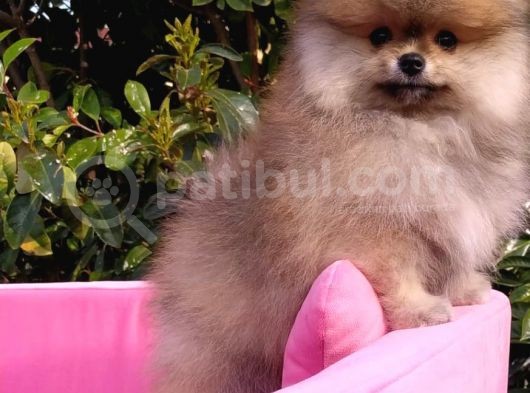 Pomeranian Boo Erkek Yavru görsel
