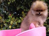Pomeranian Boo Erkek Yavru