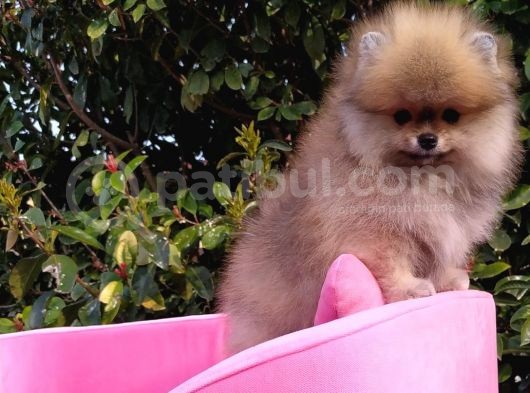 Pomeranian Boo Erkek Yavru görsel