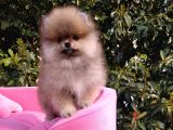 Pomeranian Boo Erkek Yavru