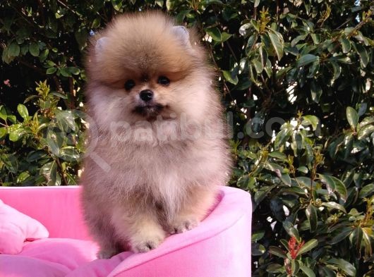 Pomeranian Boo Erkek Yavru görsel