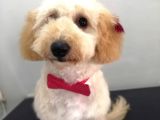 Toy Poodle Yavru ( Bursa Köpek Okulu)