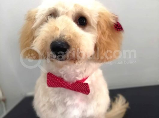 Toy Poodle Yavru ( Bursa Köpek Okulu) görsel