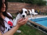 Jack Russell Yavru (Bursa Köpek Okulu)