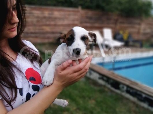 Jack Russell Yavru (Bursa Köpek Okulu) görsel