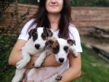 Jack Russell Yavru (Bursa Köpek Okulu)