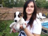 Jack Russell Yavru (Bursa Köpek Okulu)