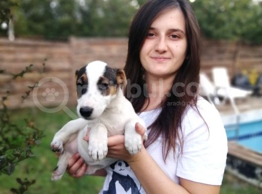 Jack Russell Yavru (Bursa Köpek Okulu)