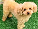 Toy Poodlee