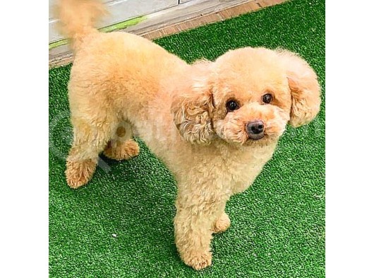 Toy Poodlee