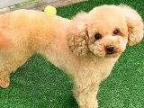Toy Poodlee
