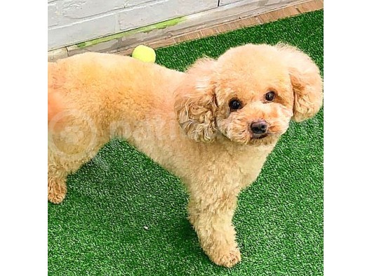 Toy Poodlee görsel