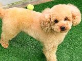 Toy Poodlee
